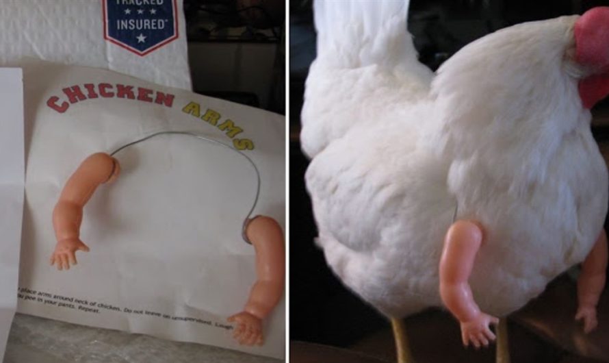 Chicken Receives Amazing Human Arms In The Mail