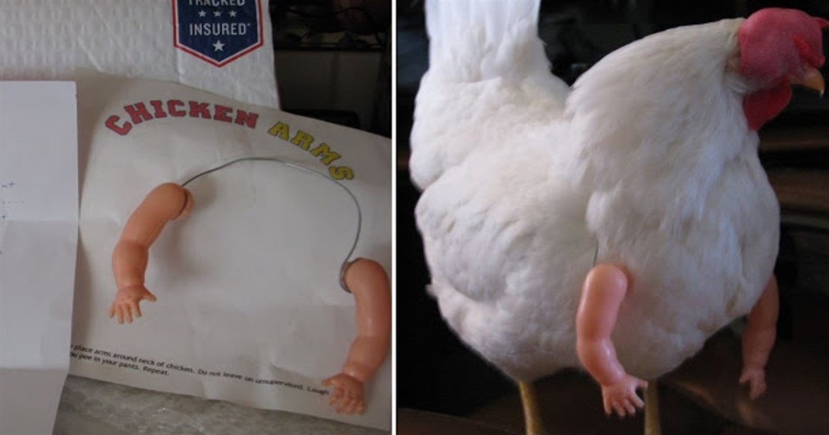 Chicken Receives Amazing Human Arms In The Mail