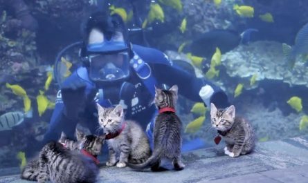 Closed To Everyone, Georgia Fish Tank Allows Rescued Kittens To Explore The Site_11zon