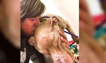 College Student Holds Dying Sanctuary Dog In Her Arms All Night So He Will Not Die Alone