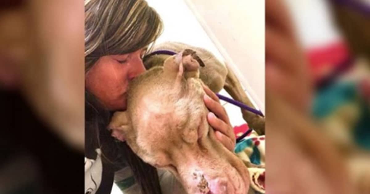 College Student Holds Dying Sanctuary Dog In Her Arms All Night So He Will Not Die Alone