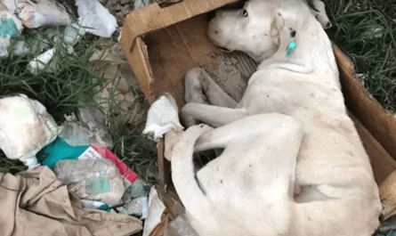DOG DRAGGED HIMSELF FAR FROM A GROUP OF DEAD DOGS, HOPING HE GETS RESCUED