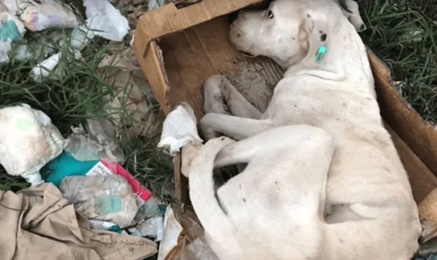 DOG DRAGGED HIMSELF FAR FROM A GROUP OF DEAD DOGS, HOPING HE GETS RESCUED …