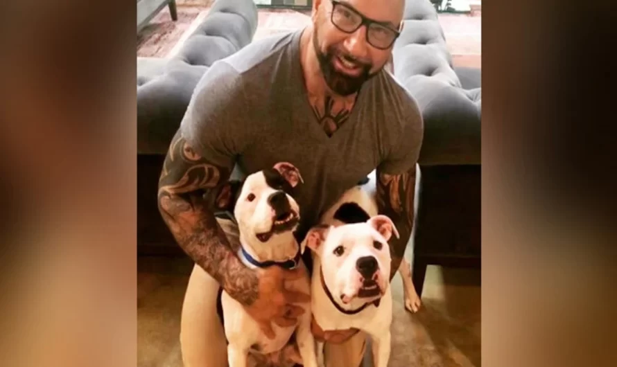 Dave Bautista Adopted 2 Abandoned and Abused Pit Bulls From A Sanctuary