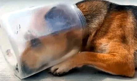 Desperately Exhausted Dog With Jar On Head Laid Down & Began To Suffocate.JPG