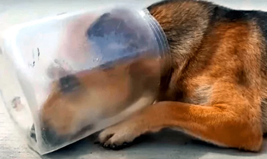 Desperately Exhausted Dog With Jar On Head Laid Down & Began To Suffocate