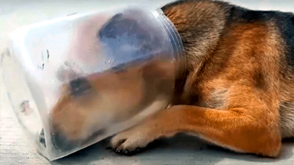 Desperately Exhausted Dog With Jar On Head Laid Down & Began To Suffocate.JPG