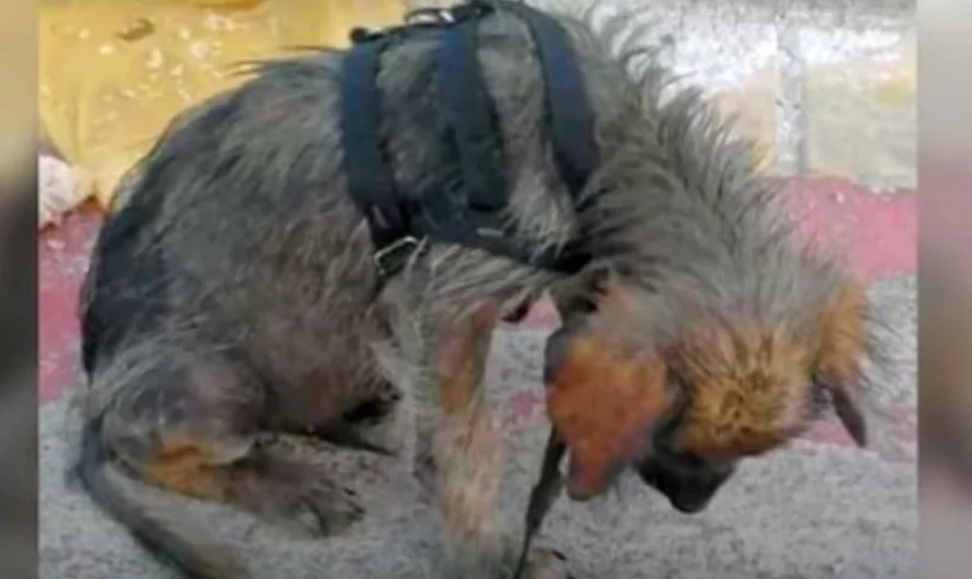 Dirty, Hungry Puppy Hung Head In Embarrassment When He’s Informed He’s Worthless & Pushed Out