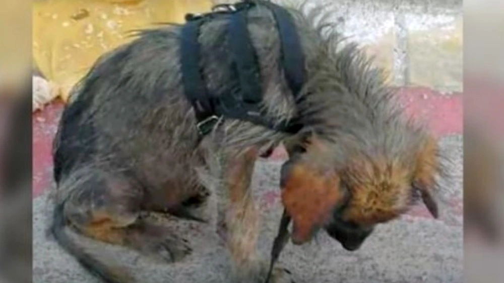 Dirty, Hungry Puppy Hung Head In Embarrassment When He's Informed He's Worthless & Pushed Out