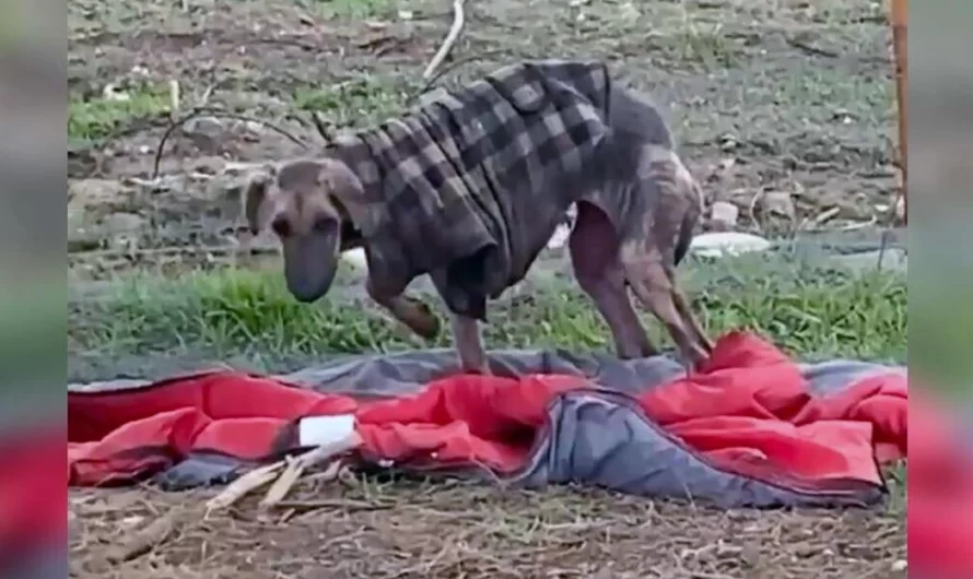 Dog Abandoned In Old Tattered Coat Makes An Incredible Healing.