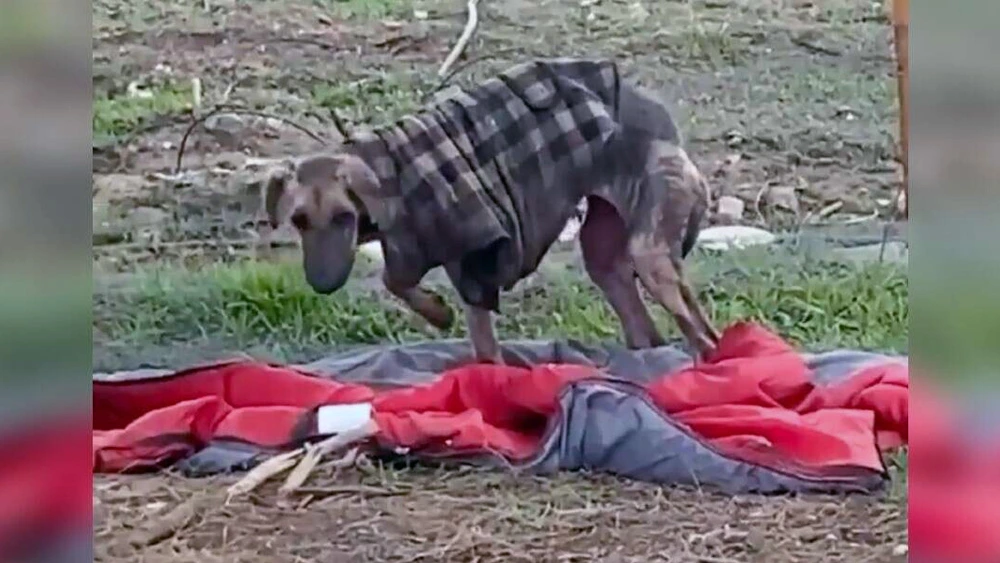 Dog Abandoned In Old Tattered Coat Makes An Incredible Healing