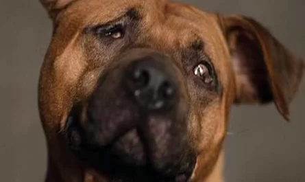 Dog Blinded Through Suspected Dogfighting Yearns For Cuddle Friend & Loving Home