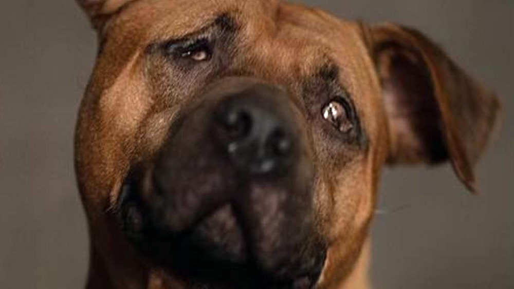 Dog Blinded Through Suspected Dogfighting Yearns For Cuddle Friend & Loving Home