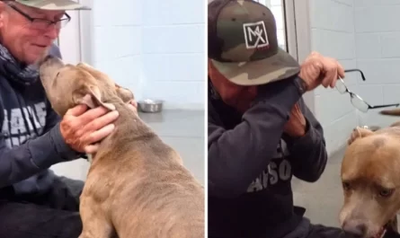 Dog Can Not Believe His Daddy Finally Found Him After 200 Days