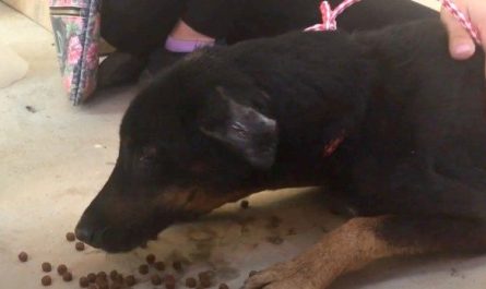 Dog Chained And Starved For 7 Years Gets First Real Food