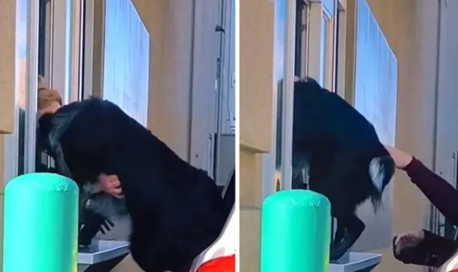 Dog Gets So Fired Up At The Drive Using He Climbs Using The Pick-up Window