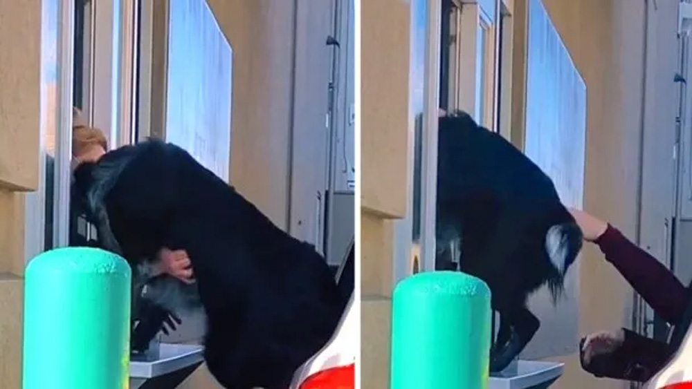 Dog Gets So Fired Up At The Drive Using He Climbs Using The Pick-up Window