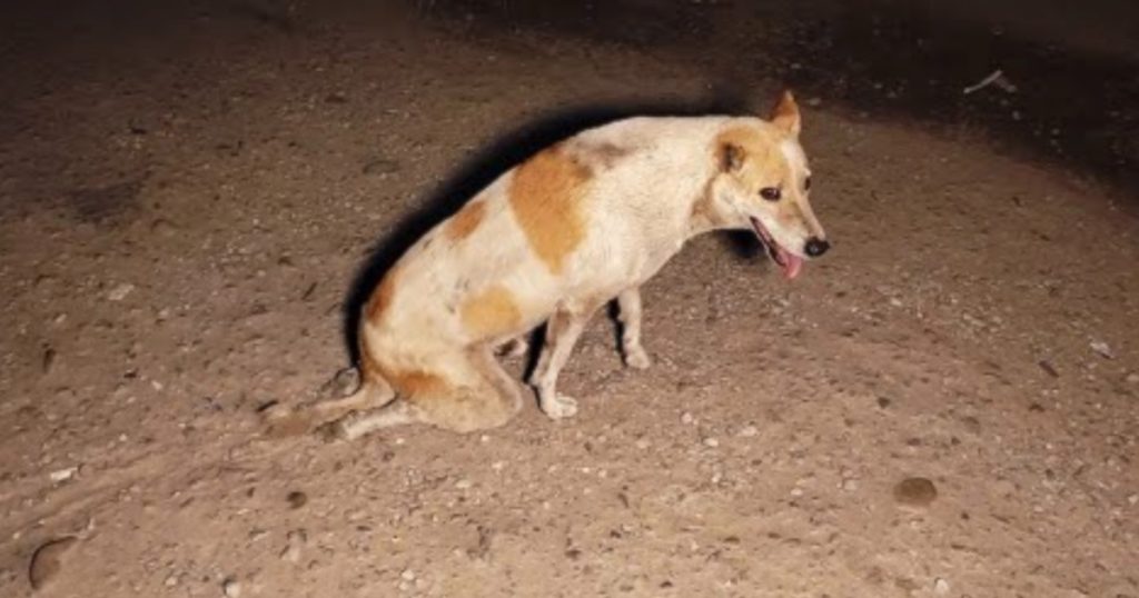 Dog Seen Dragging His Back Legs Around Seemed All Too Familiar