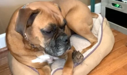 Dog Takes In Injured Bird After A Storm, Becomes Its Surrogate Mommy