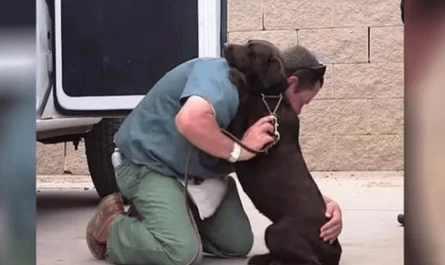 Dog Was Taken To Be Euthanized, But One Inmate Provided A Purpose For Her Life