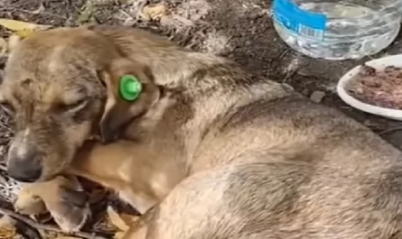 Dog With Two Broken Legs Left With Nothing But Some Rotten Food