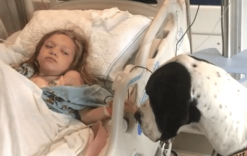 Dog gives his all for little girl, so family chooses to return the favor