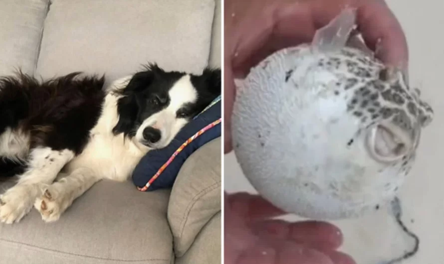 Dog owner’s warning after rescue pet passes away from hidden risk at beach