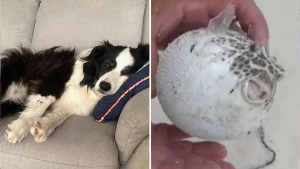 Dog owner's warning after rescue pet passes away from hidden risk at beach