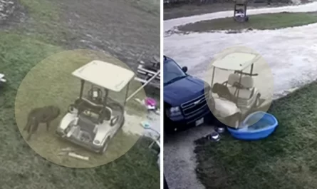 Dog Steals The Golf Cart And Crashes It Into The Family's Truck