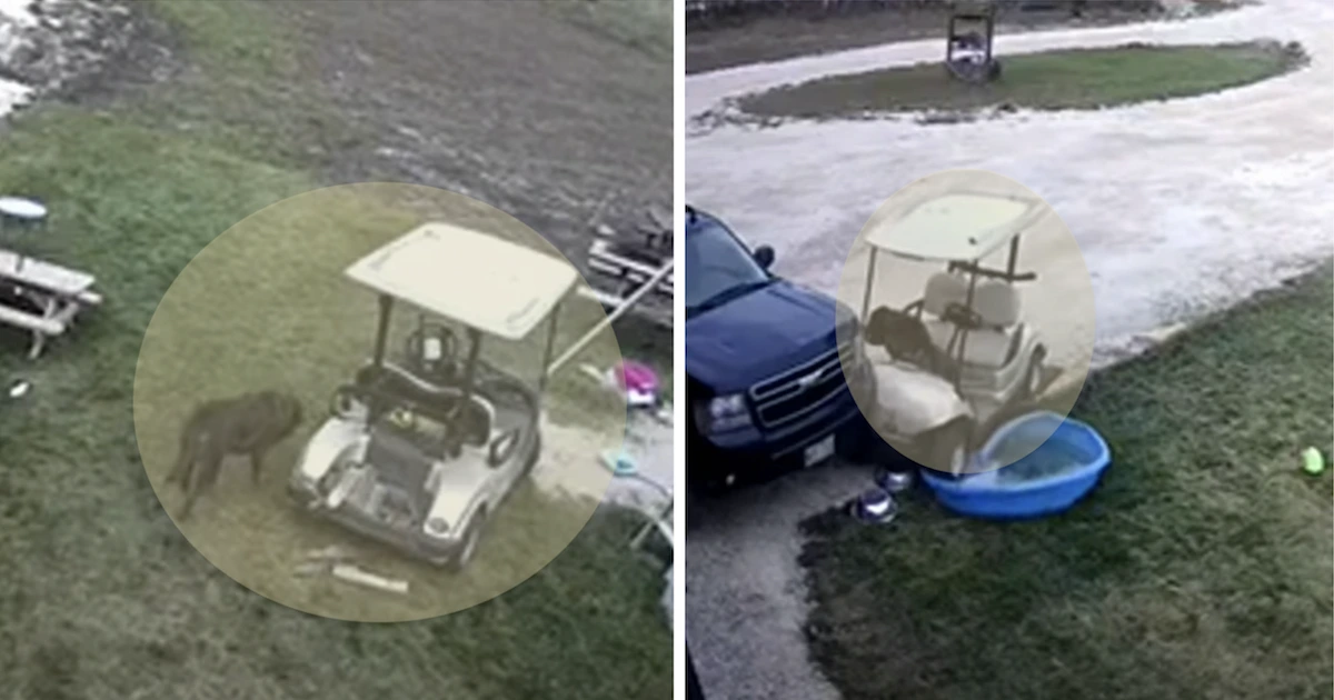 Dog Steals The Golf Cart And Crashes It Into The Family's Truck