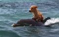 Dolphins rescue a terrified little Dog from sinking in a Florida Canal