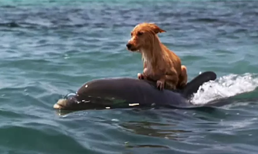 Dolphins rescue a terrified little Dog from sinking in a Florida Canal