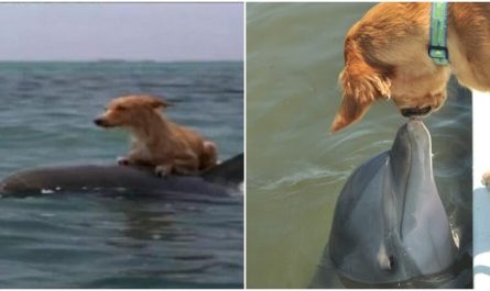 Dolphins Rescue A Dog From Sinking In A Florida Canal