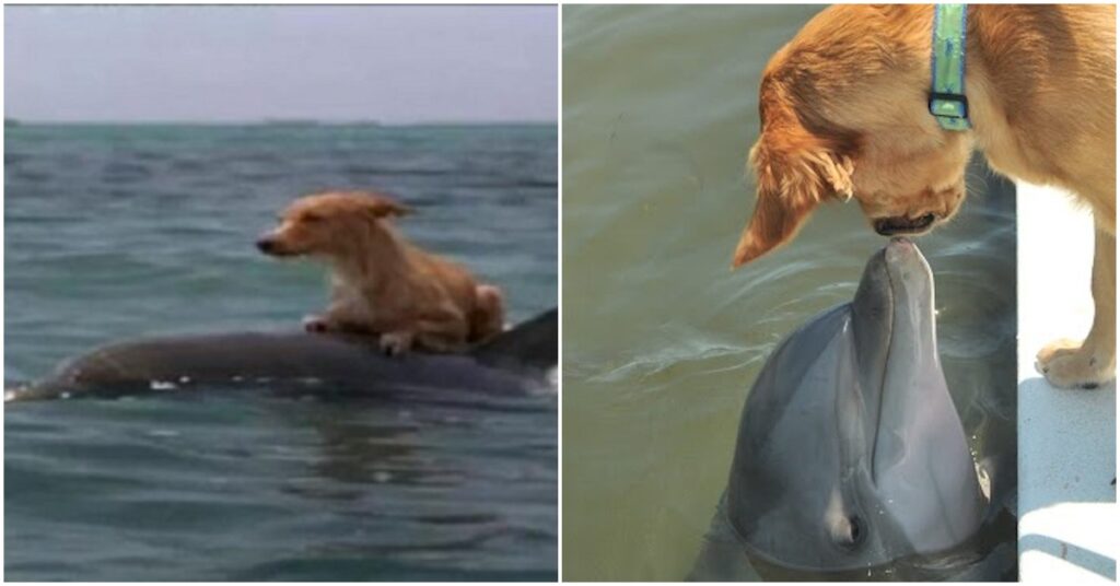 Dolphins Rescue A Dog From Sinking In A Florida Canal