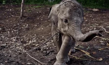 Elephants Respond Emotionally When Freed From Chains