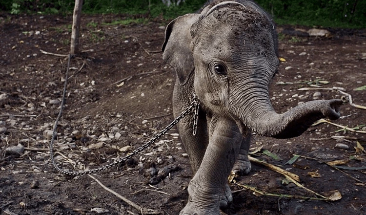 Elephants Respond Emotionally When Freed From Chains