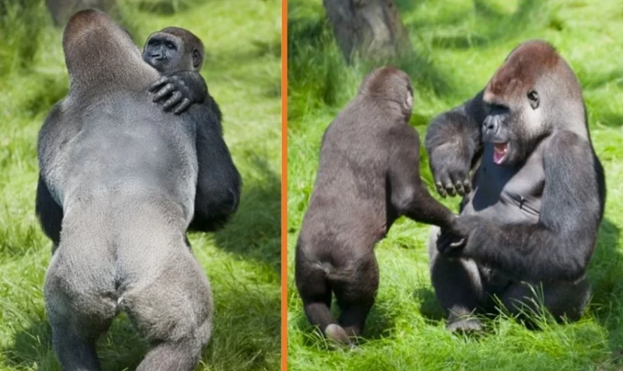 Emotional Moment 2 Gorilla Brothers Reunited After Three Years Apart