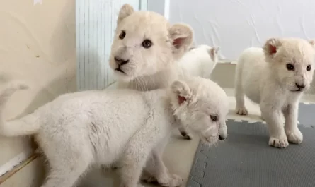 Extremely Unusual White Lion Quadruplets Prepare To Meet Public For The First Time After Being Born