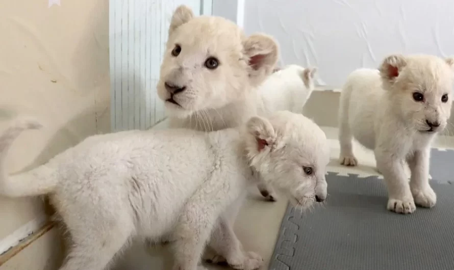 Extremely Unusual White Lion Quadruplets Prepare To Meet Public For The First Time After Being Born.