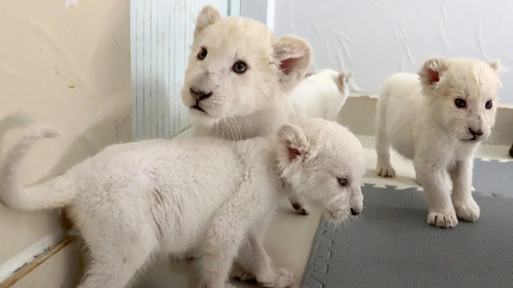 Extremely Unusual White Lion Quadruplets Prepare To Meet Public For The First Time After Being Born