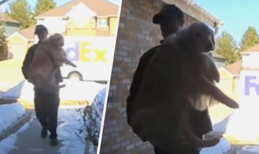 FedEx Delivery Delivered A Lost Dog Back To His Home