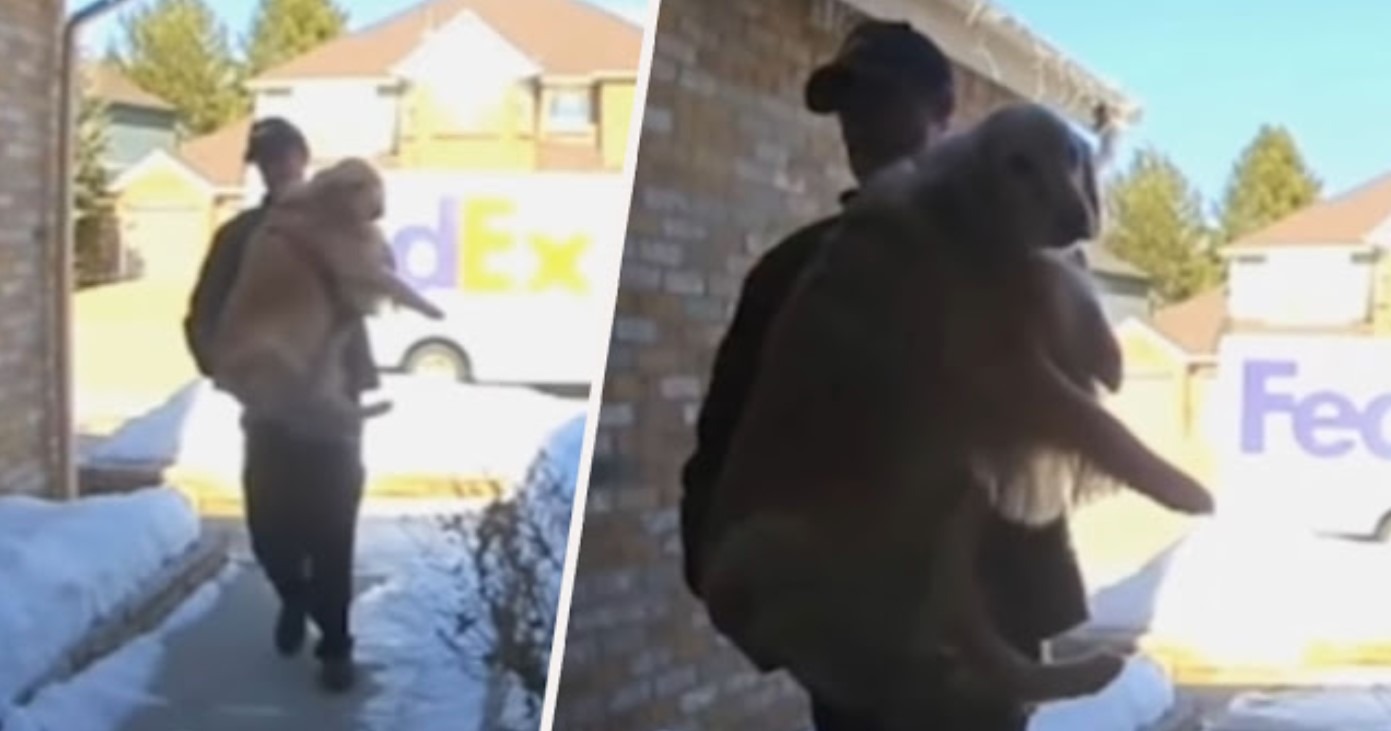 FedEx Delivery Delivered A Lost Dog Back To His Home_11zon