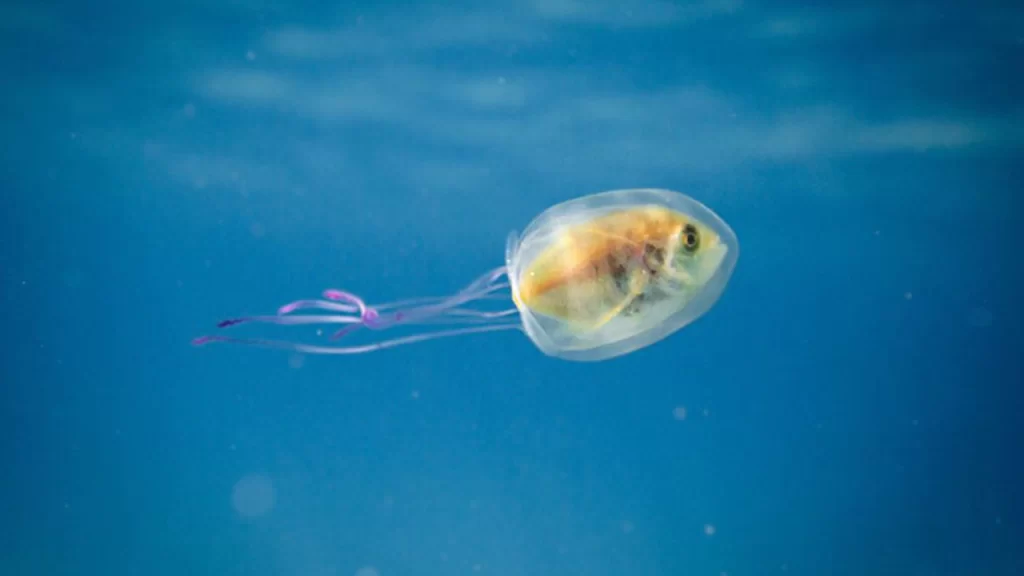 Fish Trapped Inside A Jellyfish Caught In A One In A Million Shot