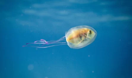 Fish Trapped Inside A Jellyfish Caught In A One In A Million Shot