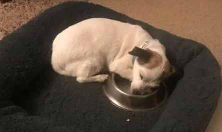 Former Stray Dog Is So Happy To Have His Own Food Dish That He Sleeps With It Every Night