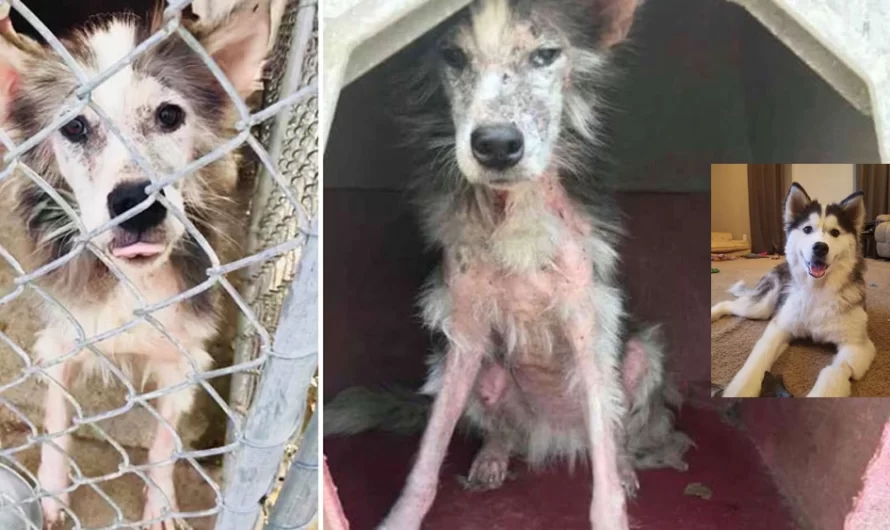 Furless Rescue Dog Finally Gets Adopted And Recovers To Come To Be The Fluffiest Angel