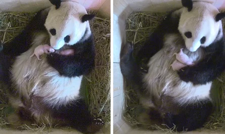 Giant Panda Surprises Zookeepers With Twin Cubs, While Scans Only Showed One Cub
