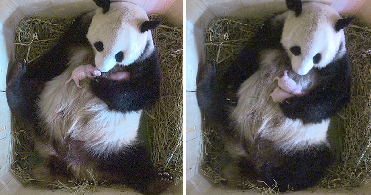 Giant Panda Surprises Zookeepers With Twin Cubs, While Scans Only Showed One Cub