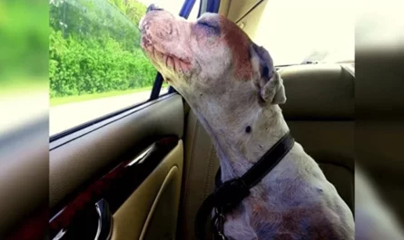 Girl Takes Her Dying Dog On One Last Car Ride, Dog's Face Makes Family Tear Up