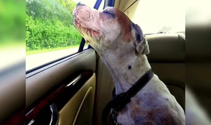 Girl Takes Her Dying Dog On One Last Car Ride, Dog’s Face Makes Family Tear Up